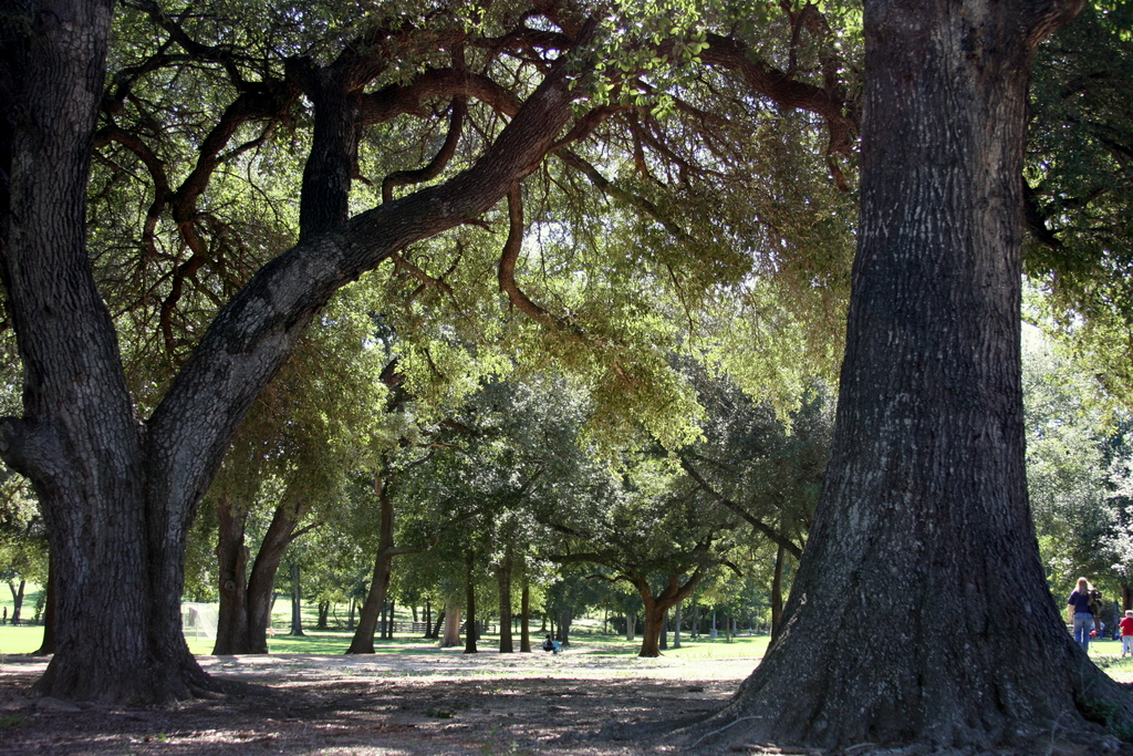 large oak trees in the park